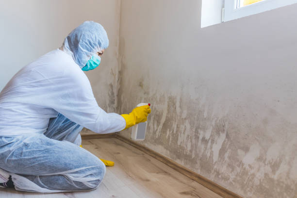 Licensed Black Mold Removal service in West Newton, MA - WQB Mold Removal