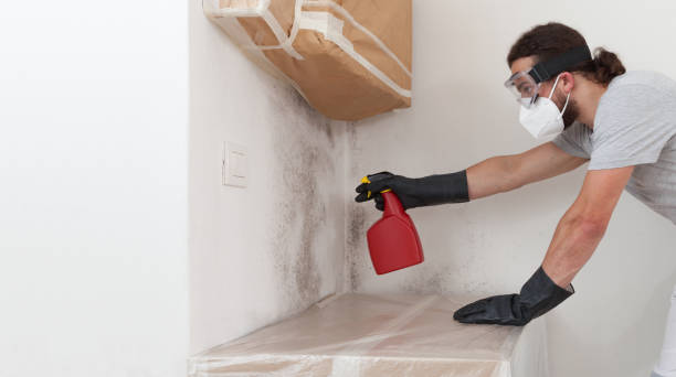 Professional Black Mold Removal technician working in West Newton, MA