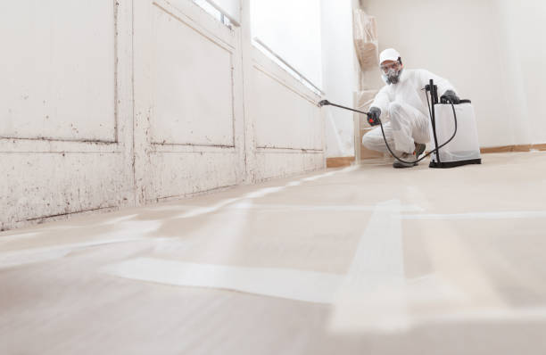 24/7 Emergency Black Mold Removal experts in West Newton, MA