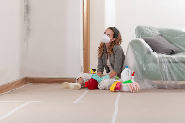 Reliable Black Mold Removal contractor in West Newton, MA by WQB Mold Removal