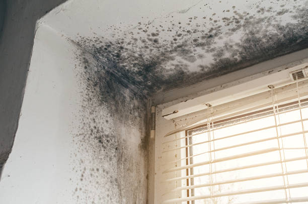 Affordable Black Mold Removal solutions in West Newton, MA